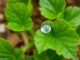 Centella (Centella asiatica)